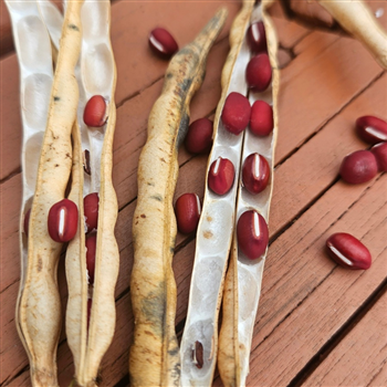 정선 토종 햇 적두 팥 3kg 밥 떡 죽 다 잘어울리는 산지팥